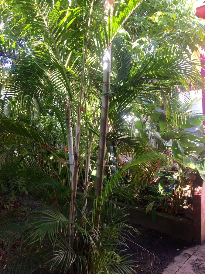The Amazon Within Hostel Iquitos Kültér fotó